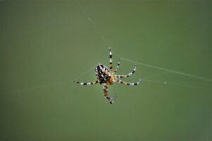 Identify Spiders at Home Quickly with Your Phone