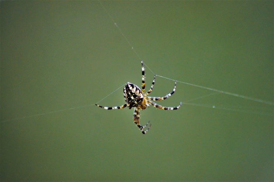 Identify Spiders at Home Quickly with Your Phone